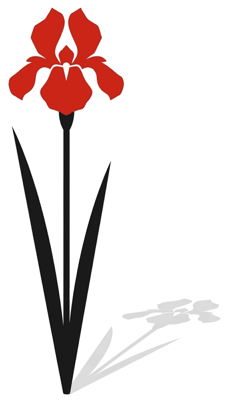 A red iris with black blade leaves, arranged off-center
