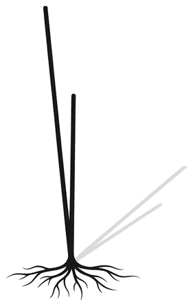 A rooted stem